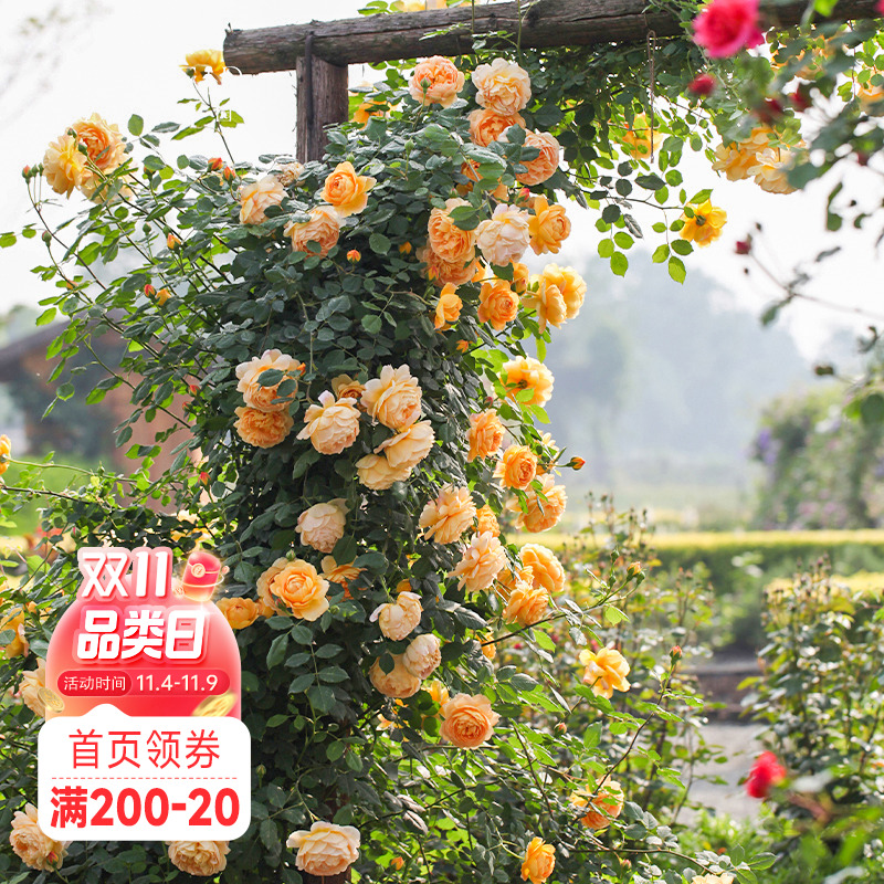 海蒂的花园黄金庆典有香味爬藤