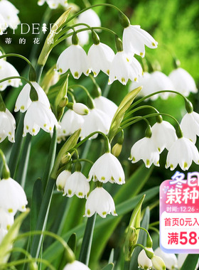 海蒂的花园雪片莲进口种球巨头雪滴花耐寒阳台可地栽球根花卉植物