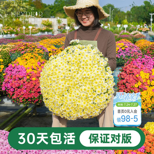 海蒂宿根草花球菊带花盆栽