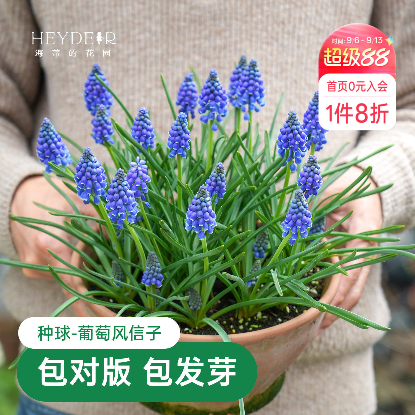 海蒂的花园葡萄风信子球根花卉图片