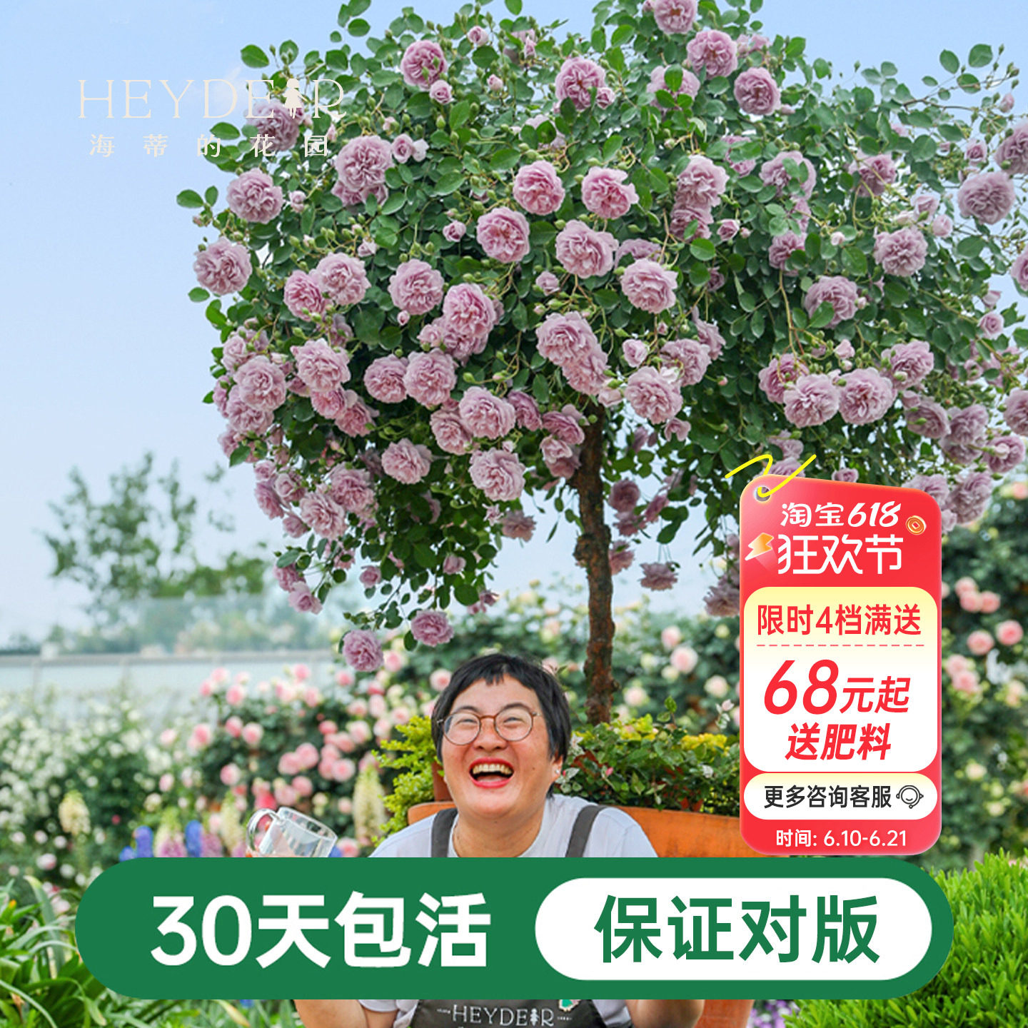 海蒂的花园蓝色阴雨爬藤月季四季阳台庭院垂吊花卉植物盆栽花苗