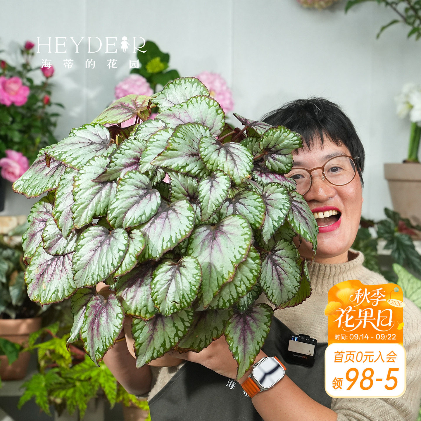 海蒂的花园秋海棠盆栽竹节海棠阳台室外室内客厅桌面绿植观叶植物图片
