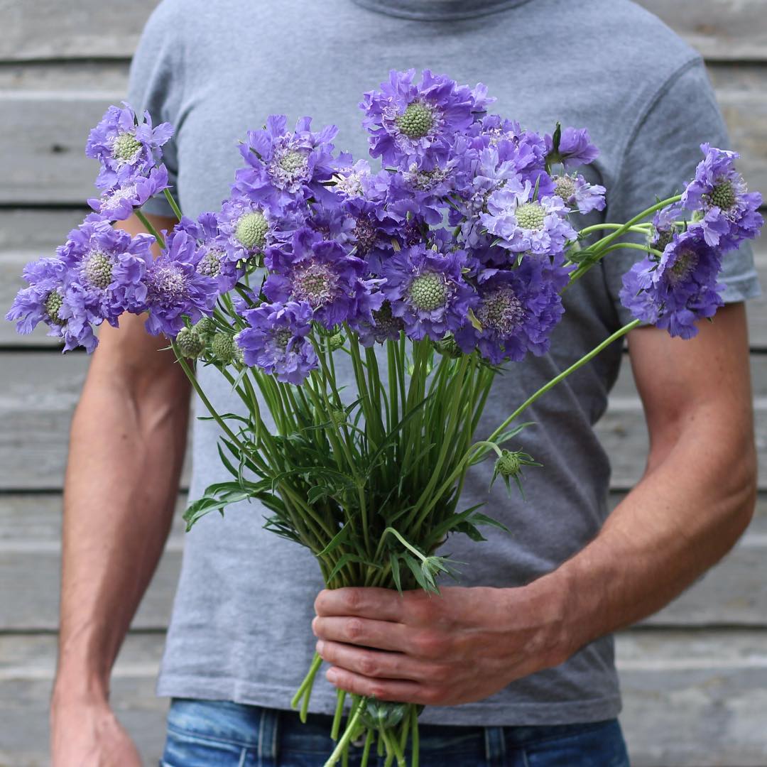 海蒂的花园蓝盆花阳台庭院花卉