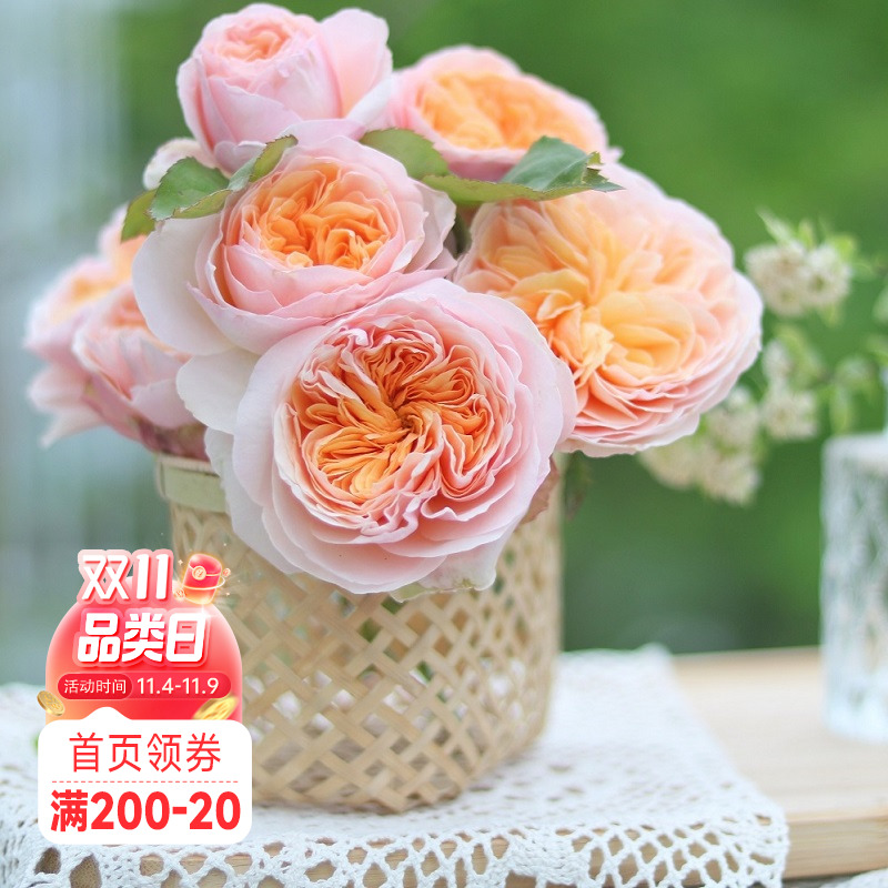 海蒂的花园朱丽叶奥斯汀月季花苗