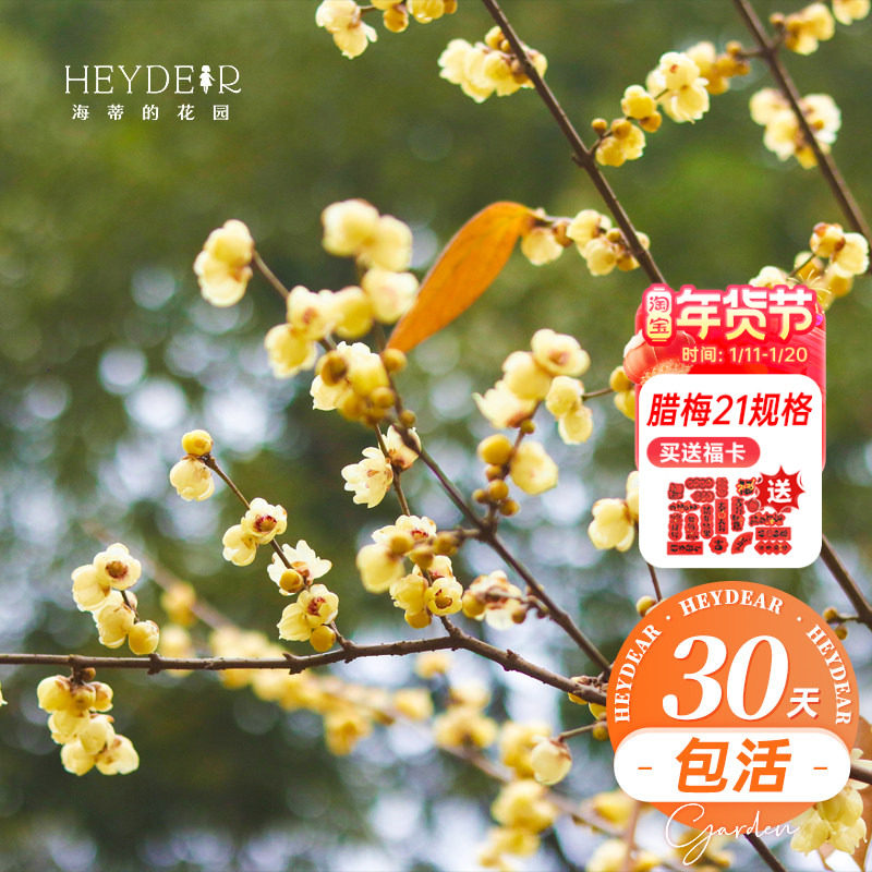 海蒂的花园 腊梅树苗盆栽冬季耐寒花卉植物盆栽庭院好养开花植物