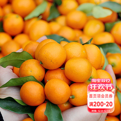 海蒂的花园脆皮金桔柑橘植物水果