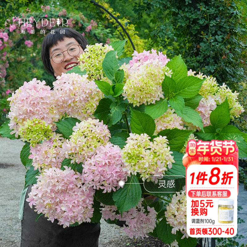 海蒂的花园绣球花盆栽花苗新品绣球上新阳台盆栽窗台绣球植物,鲜花速递/花卉仿真/绿植园艺,绣球/木绣球/木本植物,淘宝优惠券,粉丝福利购,淘宝优惠卷