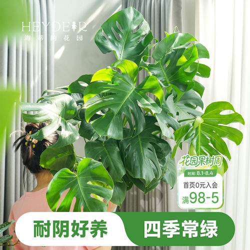 海蒂的花园龟背竹盆栽洒金室内水培绿植观叶植物海妈推荐成都总店