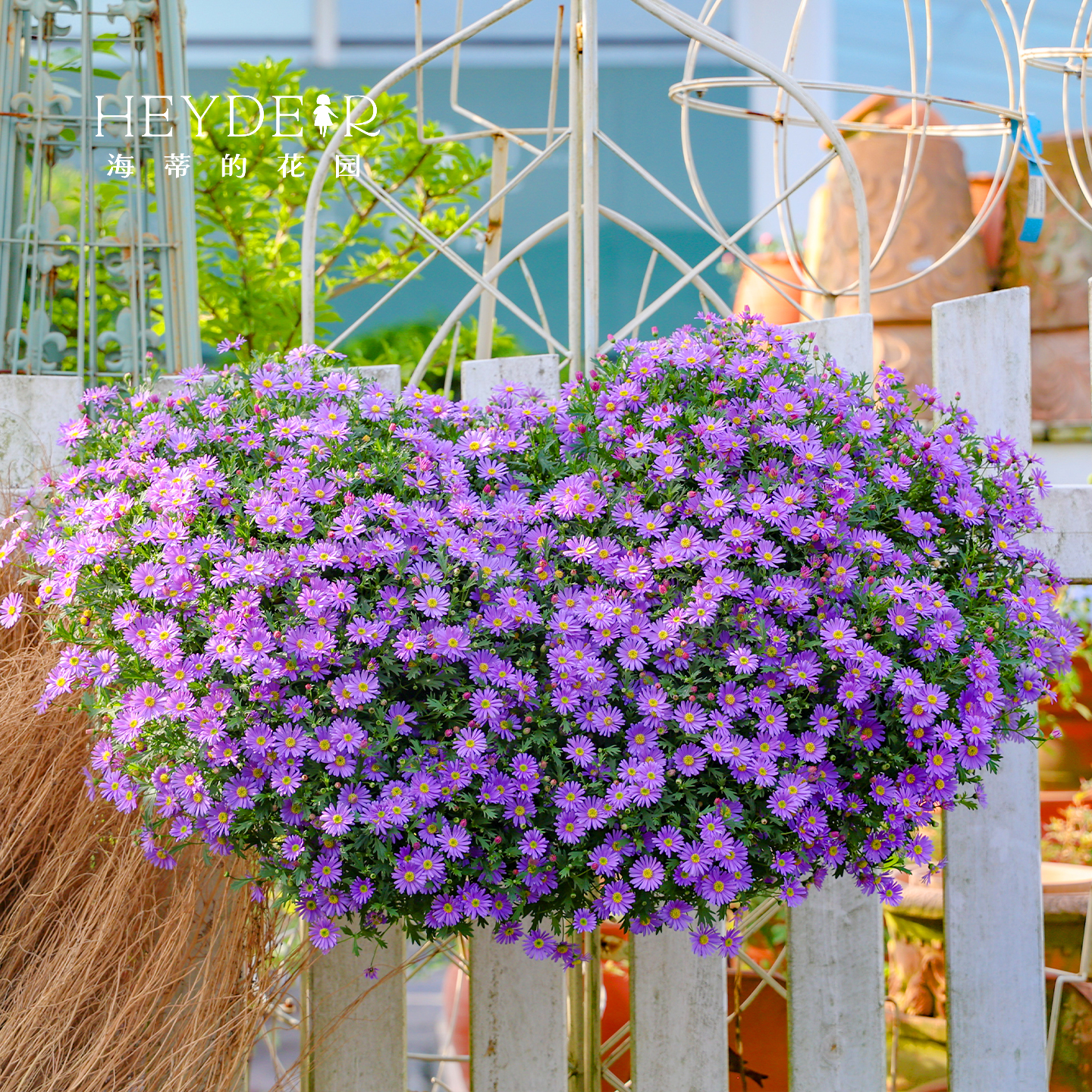 海蒂的花园姬小菊盆栽带花苞绿植楼顶可垂吊植物阳台紫色花苗花卉
