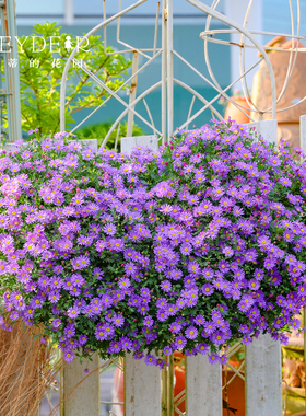 海蒂的花园姬小菊盆栽带花苞绿植楼顶可垂吊植物阳台紫色花苗花卉