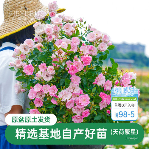 海蒂的花园天荷繁星微型月季