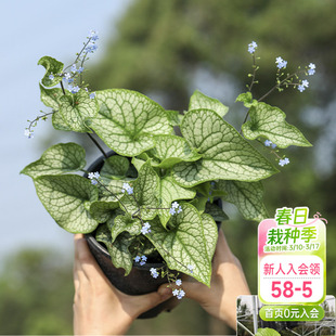 海蒂的花园牛舌草多年生宿根带花洋菊盆栽夜来香阳台庭院夏瑾