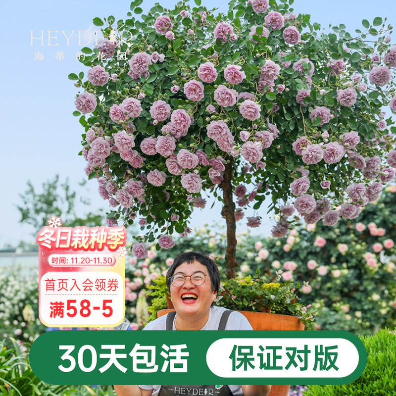 海蒂的花园蓝色阴雨爬藤月季四季阳台庭院垂吊花卉植物盆栽花苗