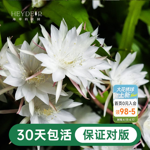 海蒂的花园昙花好养有香味花卉