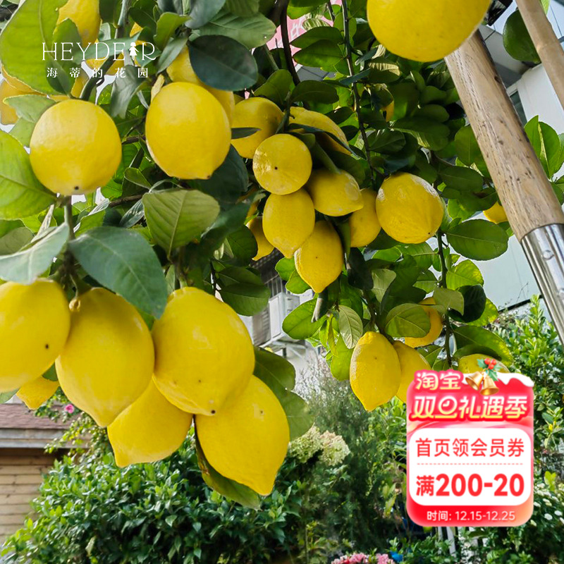 海蒂的花园香水柠檬家庭好养