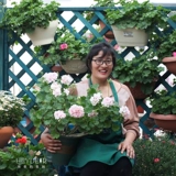 Hyett's Garden Geranium Plant Balcony Four Seasons