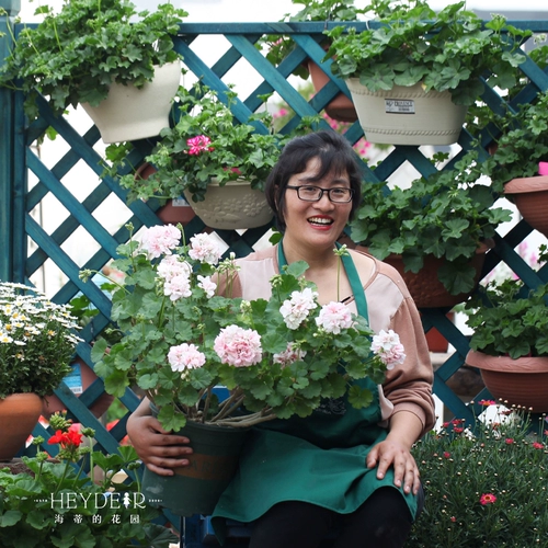 Hyett's Garden Geranium Plant Balcony Four Seasons