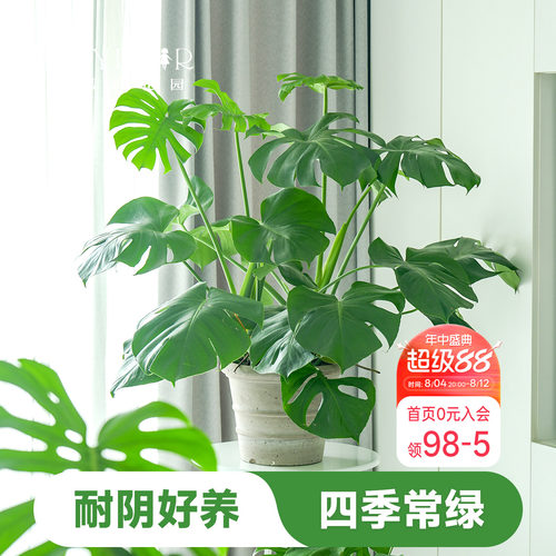 室内盆栽植物好养易活懒人观叶