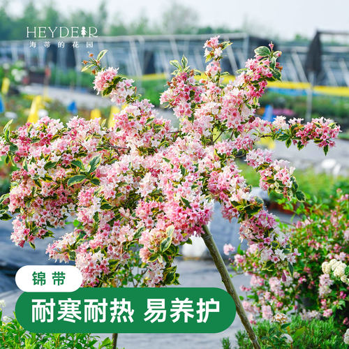 海蒂的花园花叶锦带春天爆花灌木