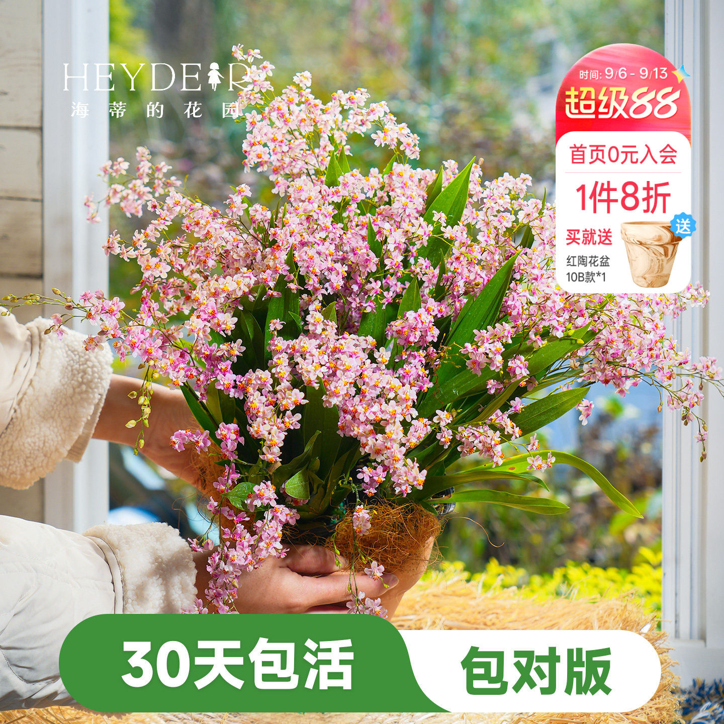 海蒂的花园梦香文心兰盆栽室内兰花植物桌面绿植海妈家成都总店