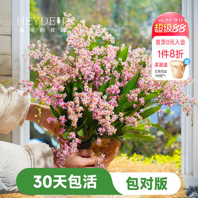 海蒂的花园文心兰盆栽