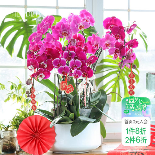 带花苞蝴蝶兰海蒂的花园