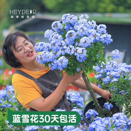 海蒂的花园蓝雪花盆栽耐热阳台可爬藤四季好养易活花卉植物室内花