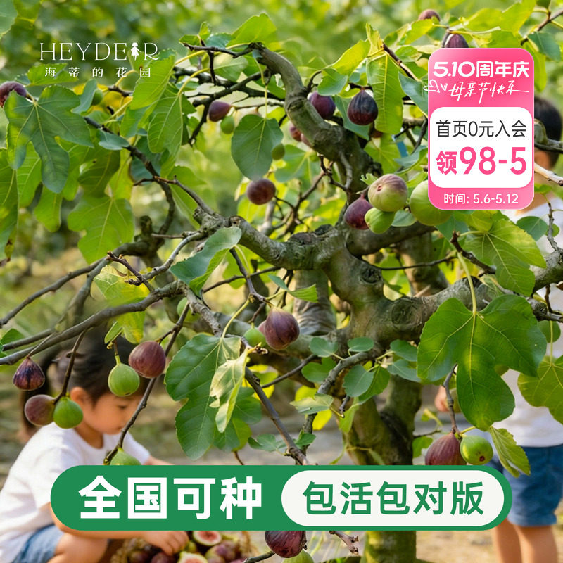 海蒂的花园无花果树果苗盆栽当年结果南北方可种大果布兰瑞克耐寒