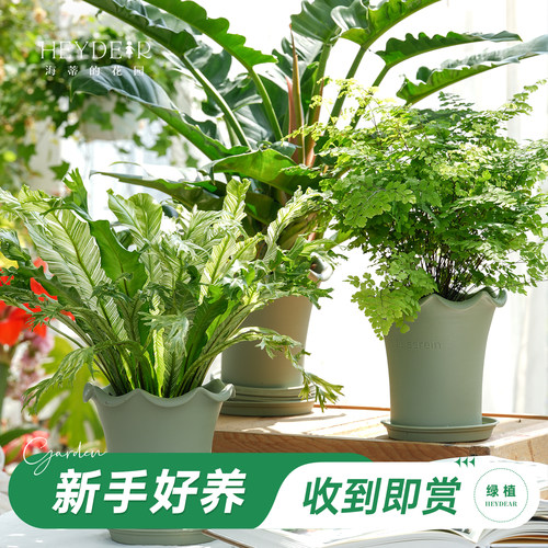鸟巢蕨秋海棠海芋绿植盆栽带盆