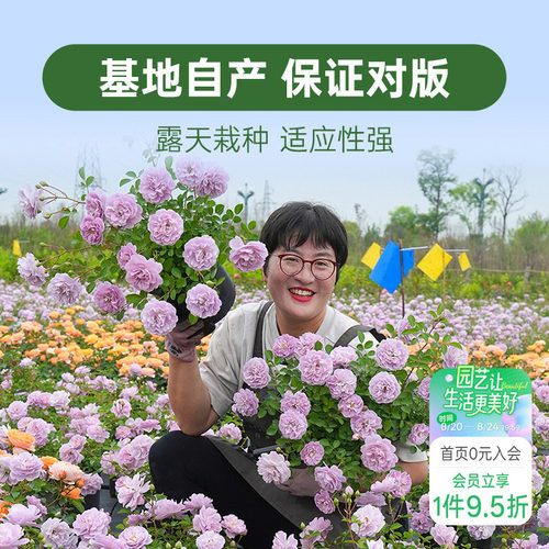 海蒂的花园月季花苗盆栽小苗爬藤玫瑰果汁阳台地栽花苗
