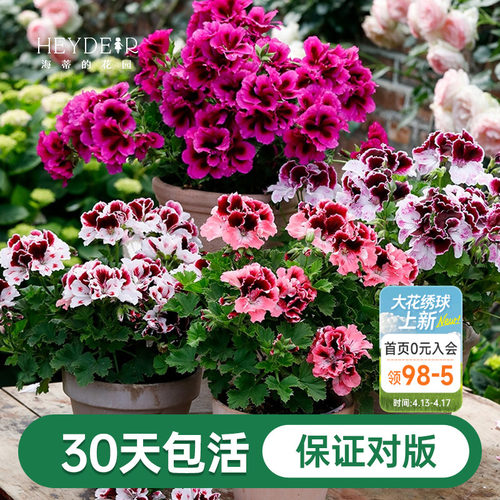 海蒂的花园天竺葵植物阳台四季