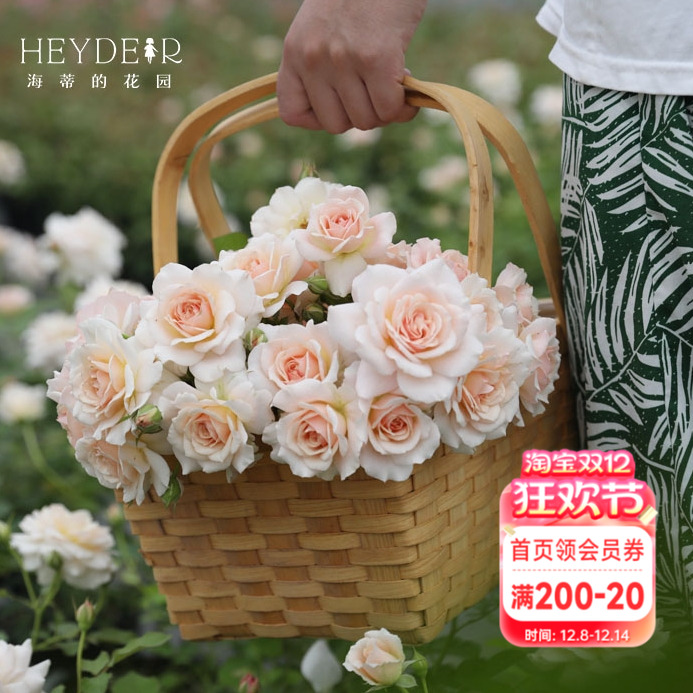 海蒂的花园闪闪发光复色月季