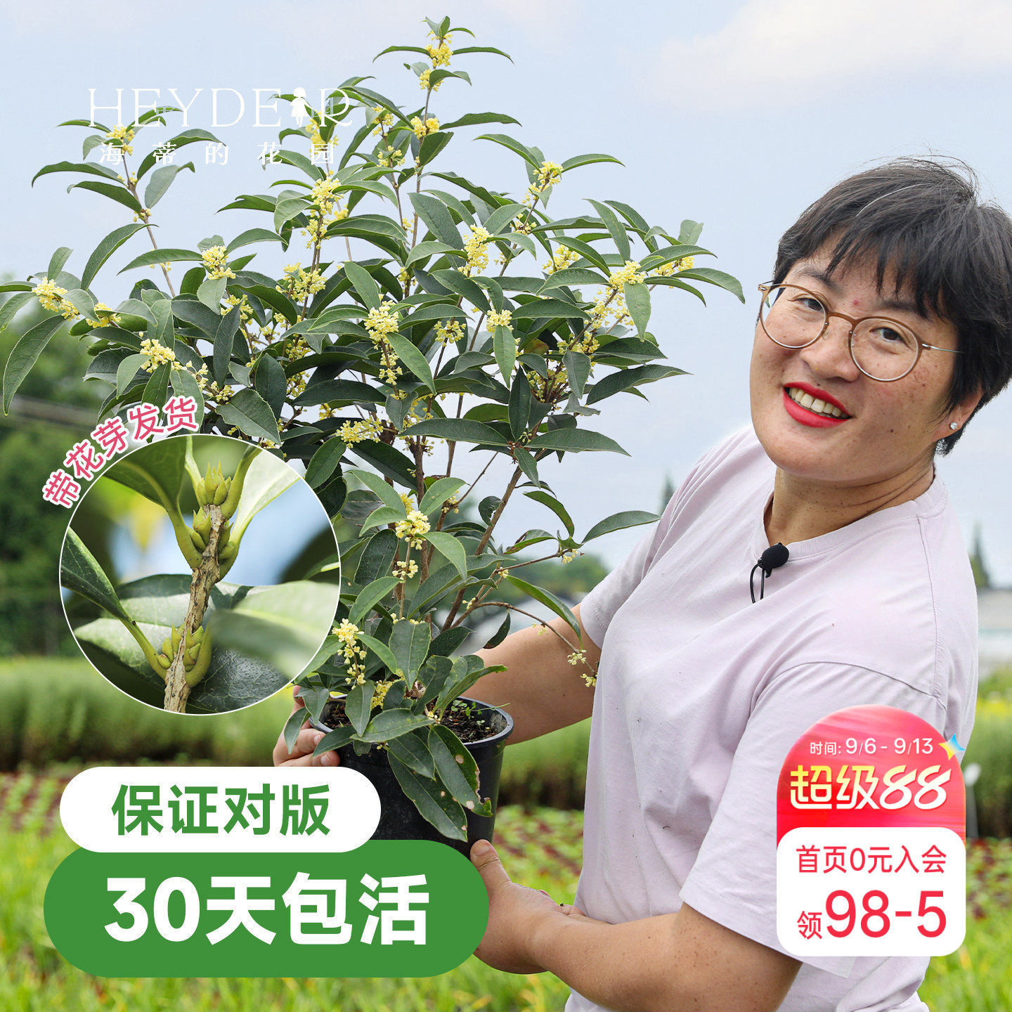 海蒂的花园桂花树苗四季桂盆栽图片