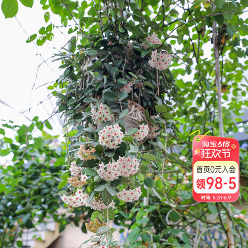 【小红书10万人种草】球兰好养
