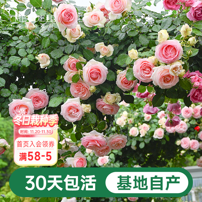 海蒂的花园月季藤本粉色龙沙宝石