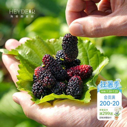 桑葚树苗南北方种植易结果