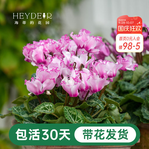 年宵花仙客来冬天室内开花