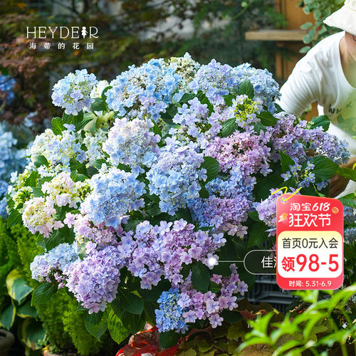 海蒂的花园绣球花苗无尽夏大海蓝万华镜阳台四季种植物树苗盆栽