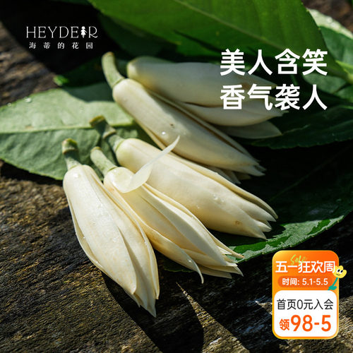 海蒂的花园黄葛兰黄角兰白兰花四川本土植物耐热香味花卉树苗盆栽 - 封面