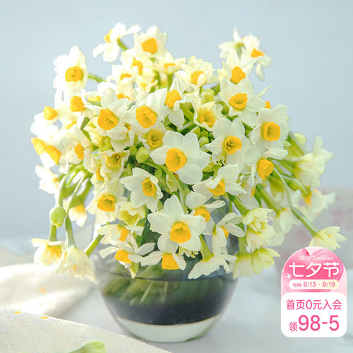 中国漳平水仙花水培室内可开花