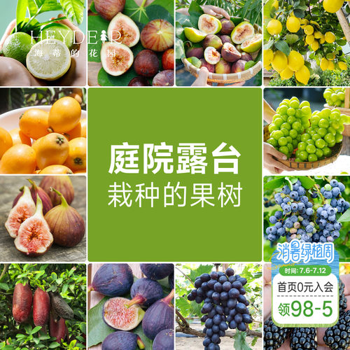 果树果苗盆栽葡萄柠檬