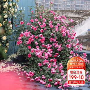 海蒂的花园 大游行爬藤月季花大有香味持续开花长势快庭院盆栽苗