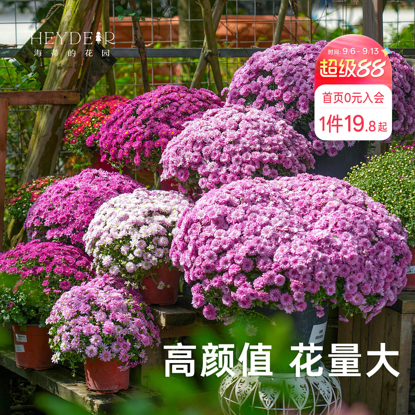 海蒂宿根草花球菊带花盆栽图片