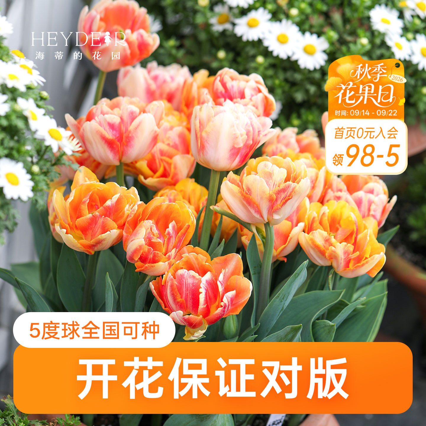 海蒂的花园郁金香种球5度球自然球阳台盆栽庭院地栽球根海妈推荐