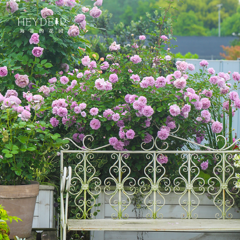 海蒂的花园蓝色阴雨爬藤月季四季阳台庭院垂吊花卉植物盆栽花苗-封面