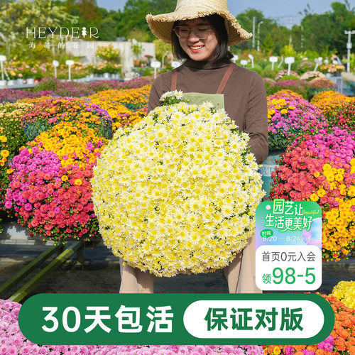 海蒂宿根草花球菊带花盆栽