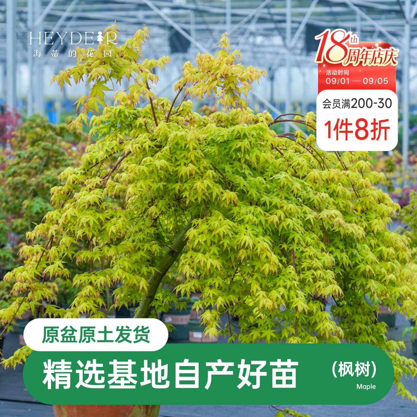 海蒂的花园红叶枫树盆栽苗庭院园林景观风景树室外地栽观叶植物图片