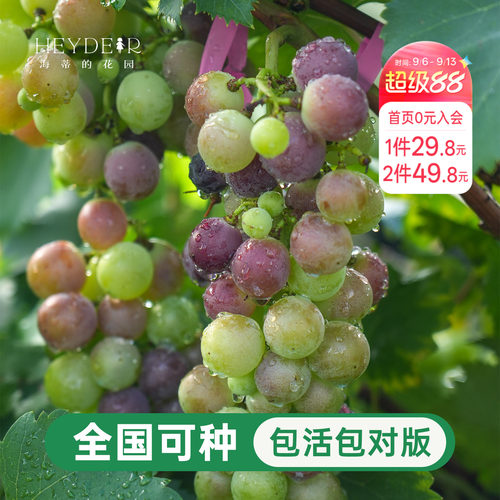 葡萄树苗盆栽寒香蜜庭院地栽耐寒阳光玫瑰巨峰圆叶种植爬藤大果苗