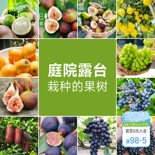 海蒂的花园 果树盆栽香水柠檬葡萄无花果好养果量大庭院易活果苗