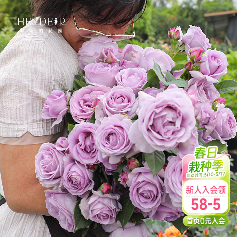 海蒂的花园蓝色风暴月季灌木花苗盆栽多季开花阳台庭院植物花卉